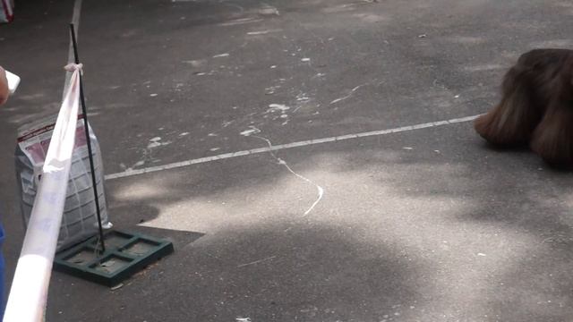 Сафоново #30 смотреть онлайн