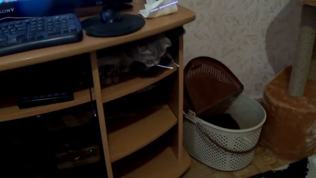 кот фунтик - воришка смотреть онлайн