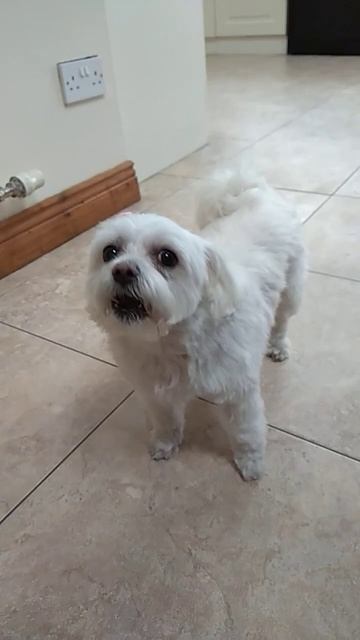 Need prayers for my little Angel. She has kidney failure. please help (2) смотреть онлайн