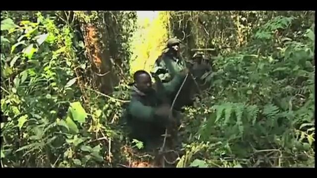 Helping People. Saving Gorillas - The Dian Fossey Gorilla Fund Announcement смотреть онлайн
