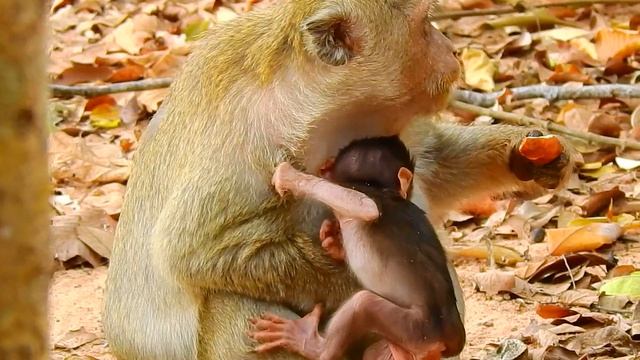 Which One Is Real Your Baby Of Mother Tara That Stay With Her смотреть онлайн