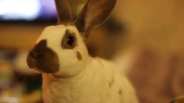 skinny the rabbit смотреть онлайн