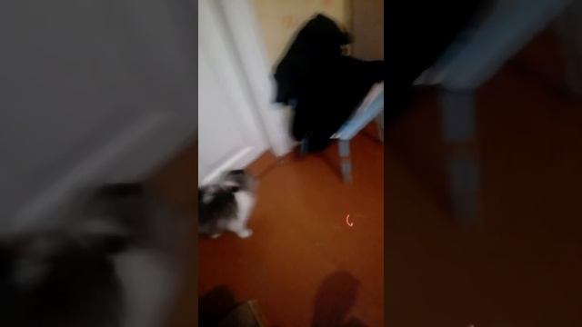 Покупки из фикс Прайса! Игра с Бантиком!!!!!!; смотреть онлайн