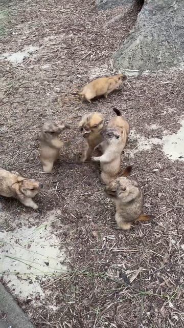 Решают вопросики 💪#сурикат #сурикаты #животные #зоопарк #борьба #зоопарк #битва #милыепитомцы смотреть онлайн