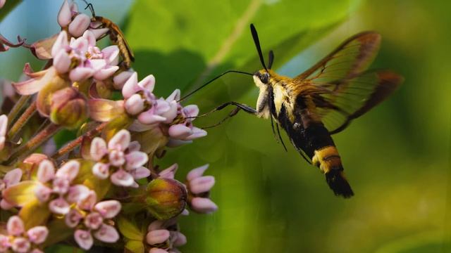 Nature Hotline: Plastic eating fungi, vanishing fireflies, and ice turtles смотреть онлайн