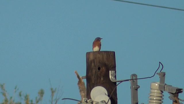 Bluebirds & Starlings(Sialia sialis & Sturnus vulgaris) смотреть онлайн