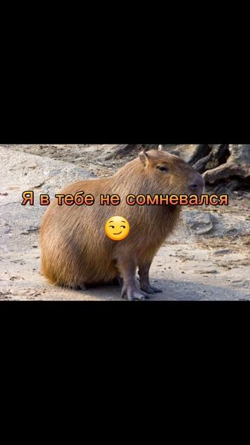 а кто больше нравится тебе КАПИБАРА или БЕН пиши в комментариях смотреть онлайн