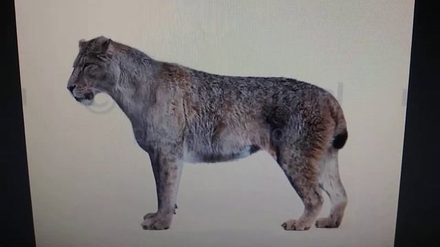 Cenozoic profile giant cheetah смотреть онлайн