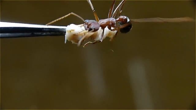 Myrmecia pavida Fütterung mit der Pinzette смотреть онлайн