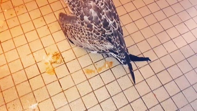 Another injured ring-billed gull. Ещё одна раненая делаверская чайка. смотреть онлайн