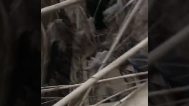 Охота на гуся в декабре 2019 на раскатах Каспийского моря смотреть онлайн