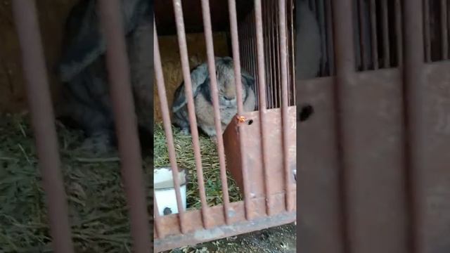 ОСМОТР ГНЕЗДА. КАЛИФОРНИЯ + ФРАНЦУЗСКИЙ БАРАН. КРОЛЬЧАТАМ 7 ДНЕЙ. смотреть онлайн