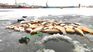 ОНО КЛЮЁТ И КЛЮЕТ!!! ЭТО ЖОР! Зимняя рыбалка на обычную удочку