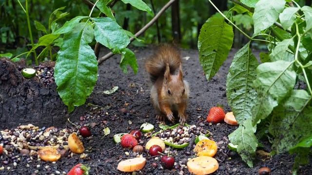 Пока белочка кушает, голуби не теряются #squirrel #animals смотреть онлайн