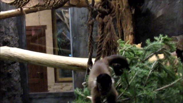 Бурые капуцины ( ч.1). Знакомство с елкой. 22.01.20 г. смотреть онлайн