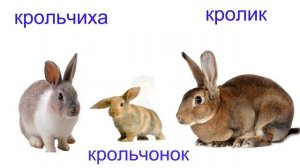 Домашние животные и их детёныши Учим животных Развивающие мультики Карточки Домана