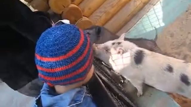 Артём и хрюшки. Зоопарк Лимпопо смотреть онлайн