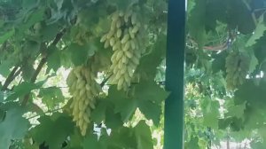 сорт винограда Хусайне  Келин Бармак (Дамские пальчики)