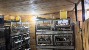 Осенние будни на Молодой ферме! Управляемся с большим хозяйством! Последний вылуп бройлеров!