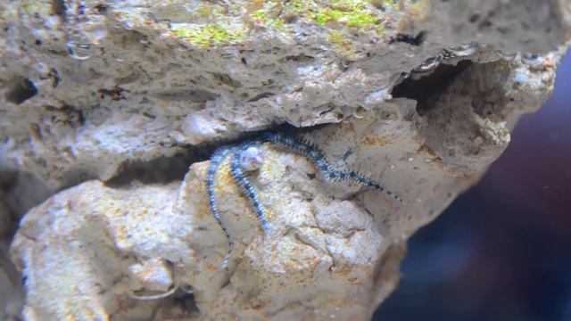 Ophiure смотреть онлайн