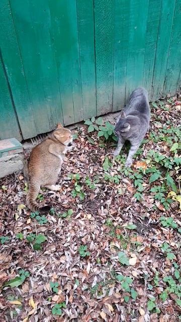 кот кричит "убью" ))) смотреть онлайн