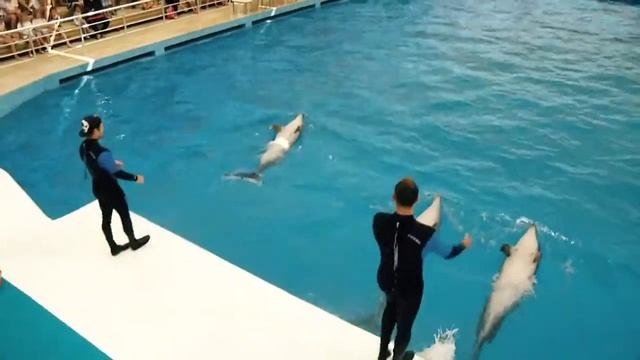 Lara Beach | DOLPHINARIUM Antalya - Turkey смотреть онлайн