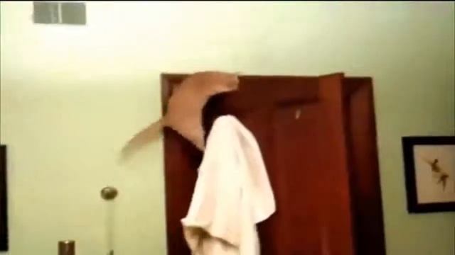 Коты прыгуны. Смешное видео смотреть онлайн