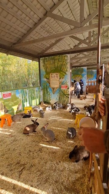 Называется покормите кроликов за 200 рублей #сочи #сочипарк смотреть онлайн