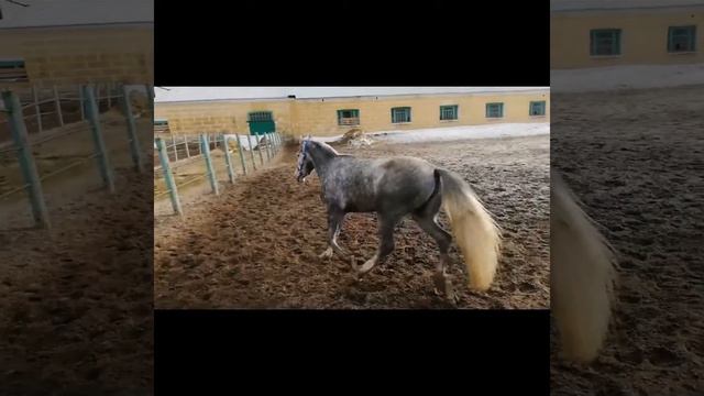 InShot 20190329 222320742 смотреть онлайн
