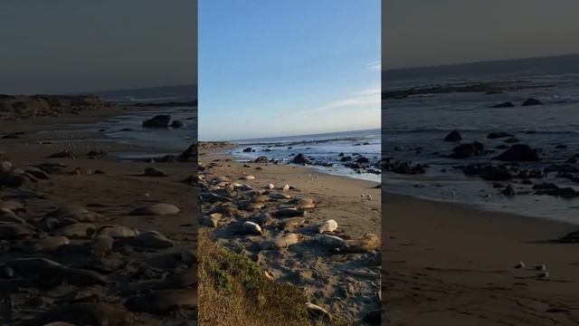 Tüm sahili kaplayan Deniz Aslanları смотреть онлайн
