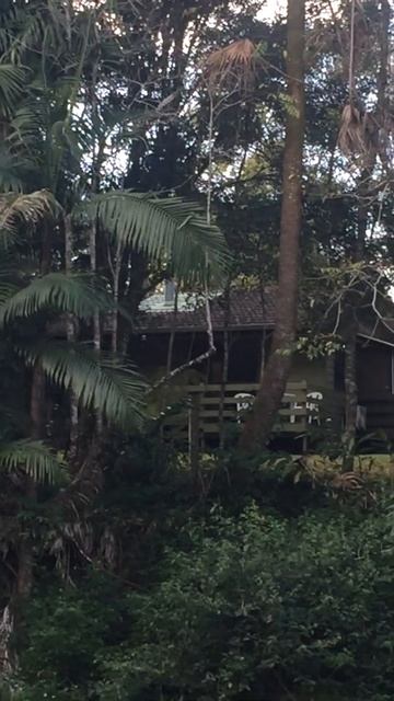 Platypus at Broken River, Eungella near Mackay Queensland смотреть онлайн
