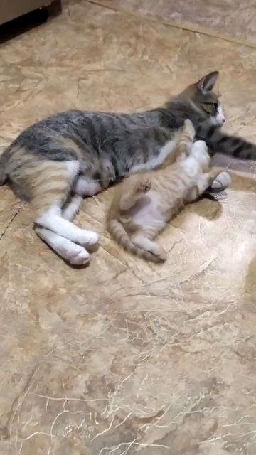 Чужих детей не бывает! 🐾 Стерилизованная кошка выкормила и воспитала 4 подкидышей из мусорного бака смотреть онлайн