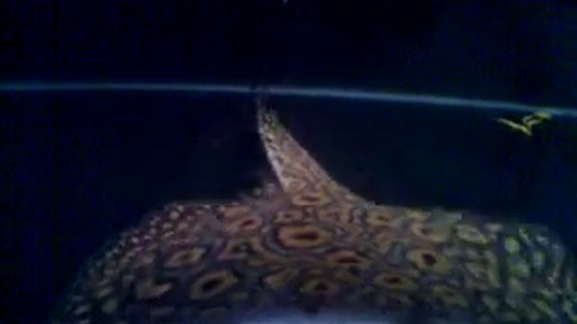 stingray смотреть онлайн