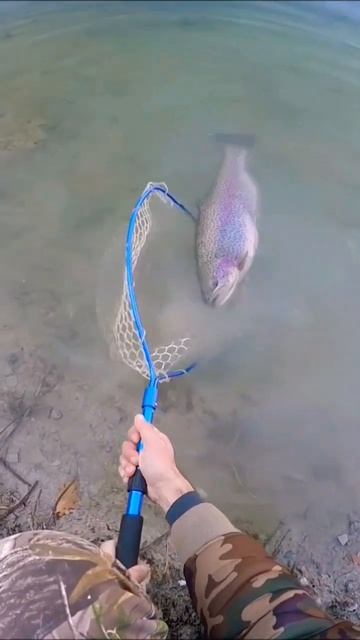 huge beautiful trout release #shorts смотреть онлайн