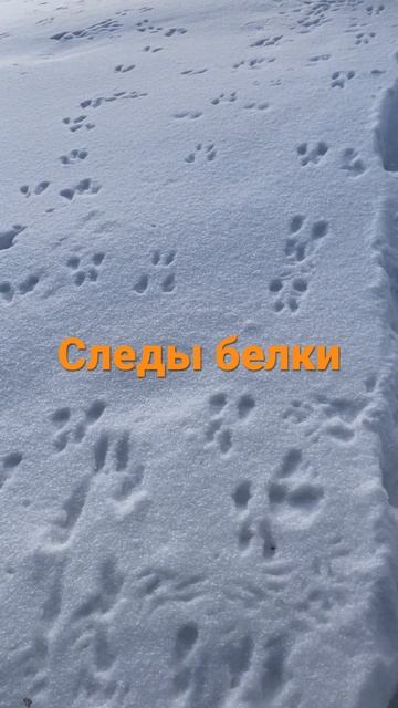 Следы белки на снегу смотреть онлайн