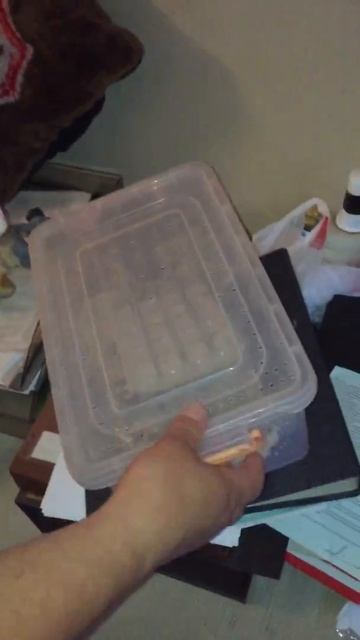 Хамелеон кушает кузнечиков. Часть первая. смотреть онлайн