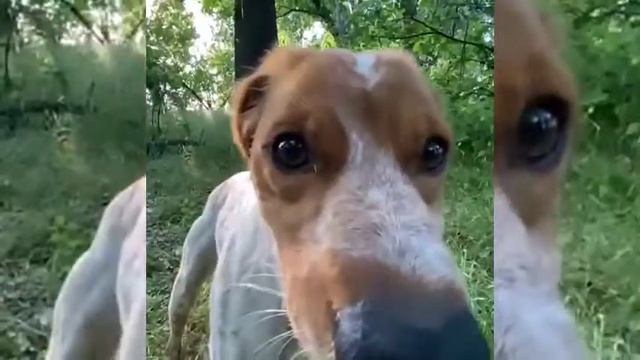 Автопоилка дорожная для собак смотреть онлайн