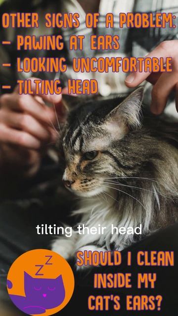 Is Cleaning Inside Your Cats Ears DANGEROUS? #cats #cathealth #catshorts смотреть онлайн