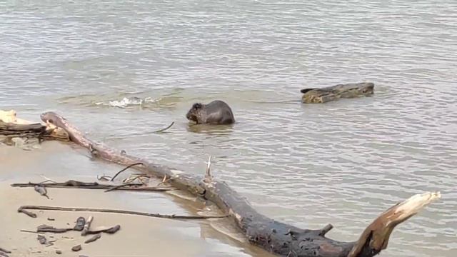 Beaver bathing. Бобёр купается смотреть онлайн