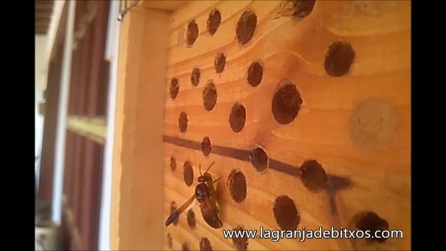 Avispas solitarias cazadoras de orugas смотреть онлайн