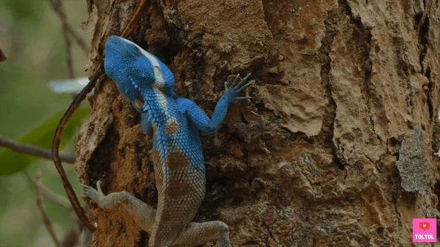 Cool LIZARD Facts - Are Komodo dragons venomous, Legless Lizards and more! | Toltol’s Jungle Book смотреть онлайн