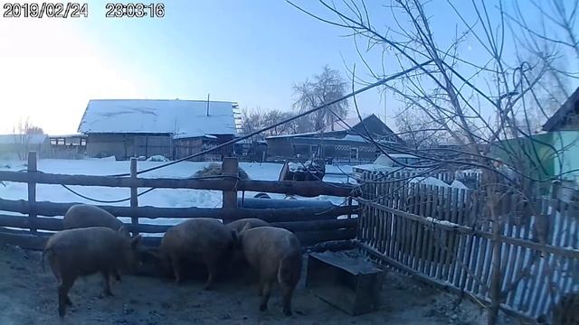 Сибирская Мангалица Продам Кабана Хряка 1 Один год Сибирская Мангалица смотреть онлайн