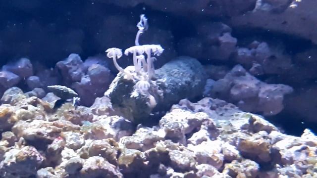 Coral (ID?) смотреть онлайн