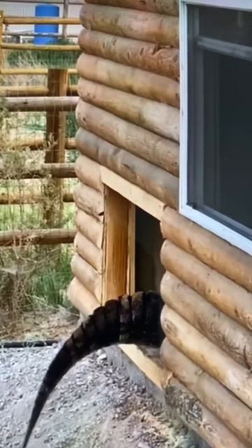 Alligator Through the door🐊 التمساح دخل الباب￼ смотреть онлайн