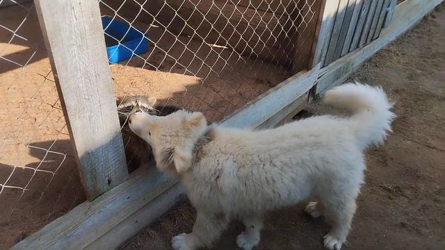 игра енота и щенка смотреть онлайн