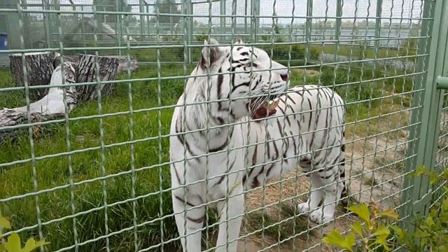 White Bengal Tiger