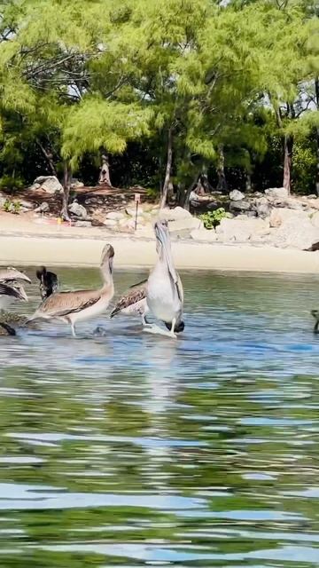 Pelicans and anhingas #birds #pelican #anhinga #kayaking смотреть онлайн