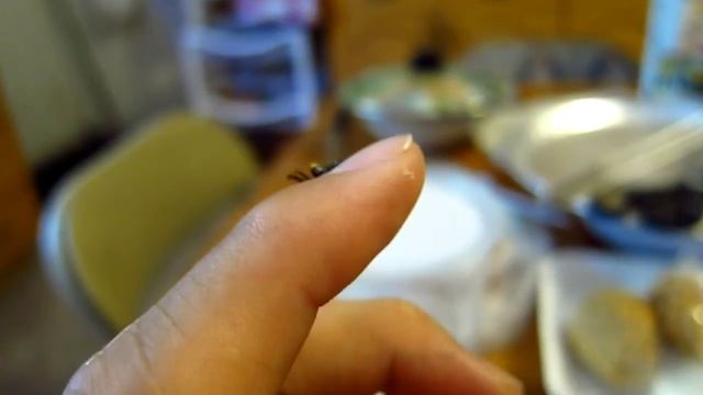 Verrucosa arenata Triangle Orb Weaver смотреть онлайн