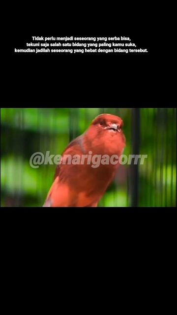 #9 canary bird red смотреть онлайн