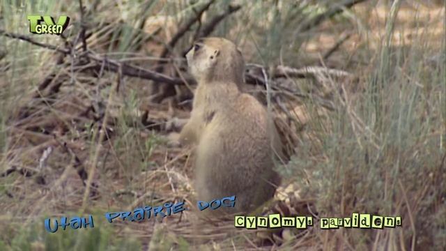 Utah prairie dog - Cynomys parvidens - prairiehondjes смотреть онлайн